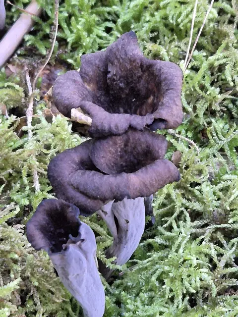 Die Herbsttrompete, auch Totentrompete genannt, ist ein essbarer Wildpilz mit trichterförmigen, dunkelgrauen bis schwarzen Fruchtkörpern. Sie wächst bevorzugt in Laubwäldern und erscheint vor allem im Herbst. Trotz ihres unscheinbaren Aussehens wird sie von Pilzkennern wegen ihres intensiven, würzigen Aromas geschätzt und gilt als hervorragender Speisepilz. Getrocknet entfaltet die Herbsttrompete einen besonders kräftigen Geschmack und wird daher gerne zum Verfeinern von Suppen, Saucen und Pilzgerichten verwendet. | Foto: Bettina C.