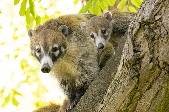 Foto: Daniel Zupanc/Tiergarten Schönbrunn