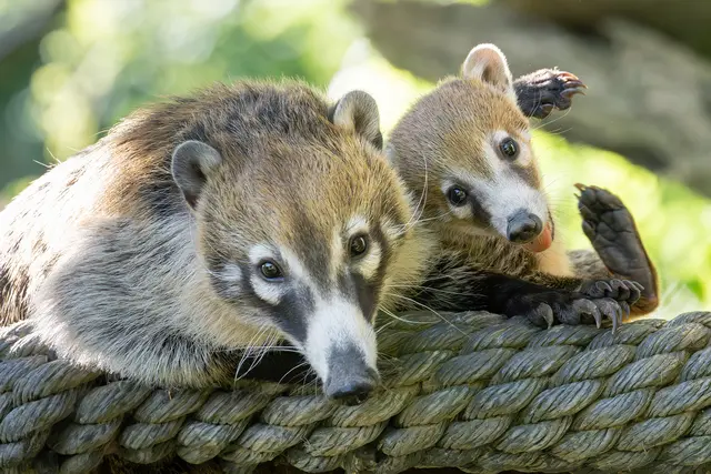 Weißrüssel-Nasenbären sind in Mexiko, Zentralamerika sowie im nordwestlichen Südamerika beheimatet. | Foto: Daniel Zupanc/Tiergarten Schönbrunn