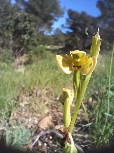 Die Gelbe Ragwurz (Ophrys lutea) beeindruckt mit ihren leuchtend gelben Blüten und ihrer raffinierten Bestäubungsstrategie. Wie andere Ragwurzen täuscht sie Insekten durch Form und Duft. | Foto: Eliane Kapfenberger