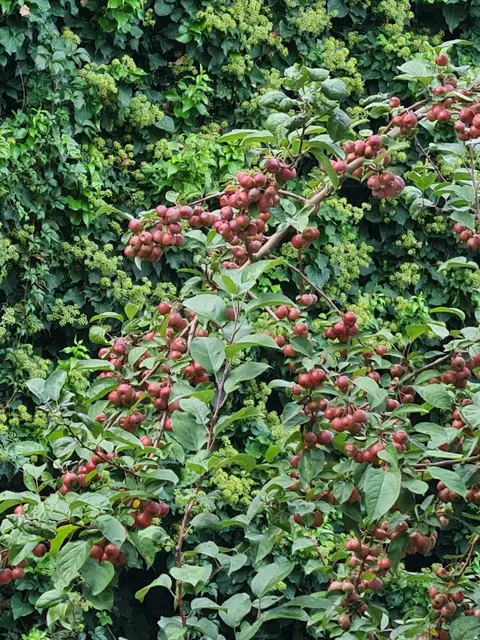 Die Mispel ist eine alte Kultur- und Heilpflanze, die bereits von den Römern geschätzt wurde. Der kleine Baum oder Strauch trägt im Herbst braune, apfelähnliche Früchte, die erst nach den ersten Frösten oder einer längeren Lagerung weich und aromatisch werden. Heute gilt die Mispel als seltene Obstart und erlebt aufgrund ihres besonderen Geschmacks und ihrer kulturgeschichtlichen Bedeutung eine Renaissance in naturnahen Gärten und Streuobstwiesen. | Foto: Eva