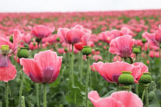 Die Mohnblüte zählt zu den eindrucksvollsten Naturereignissen im Waldviertel. | Foto: WALDLAND