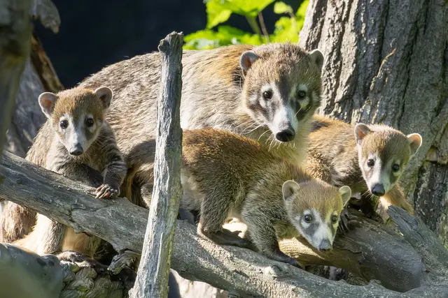 Foto: Daniel Zupanc/Tiergarten Schönbrunn