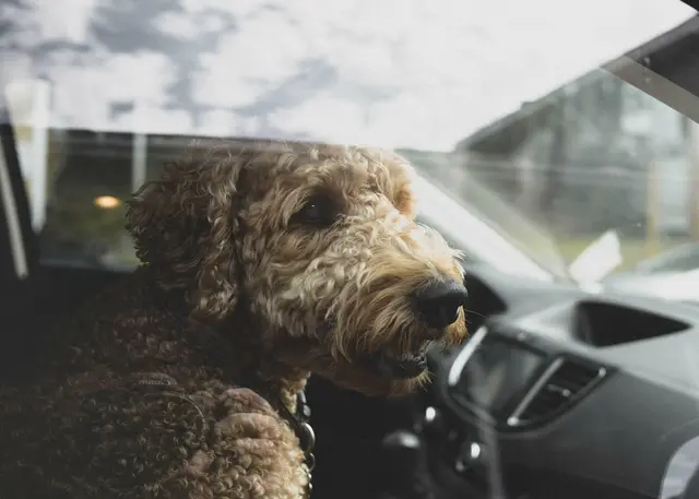 Für Hunde, die im parkenden Auto zurückgelassen werden, kann die Hitze lebensgefährlich werden. Selbst wenn ein Hund lebend aus einem überhitzten Fahrzeug geborgen werden kann, heißt das nicht, dass er außer Gefahr ist. Ein Hitzschlag kann noch bis zu 48 Stunden nach dem Vorfall zum Tod führen | Foto: Unsplash/Jonathan Cooper 