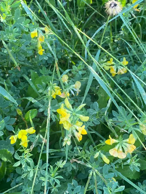  – Das Farbiges Leimkraut ist eine zierliche Wildblume des Mittelmeerraums, die mit ihren rosafarbenen bis purpurroten Blüten trockene Wiesen, Dünen und felsige Standorte schmückt. Die Pflanze blüht vor allem im Frühjahr und dient zahlreichen Insekten als wichtige Nahrungsquelle. Mit ihrer filigranen Erscheinung und ihrer Anpassung an warme, sonnige Lebensräume ist sie ein charakteristischer Vertreter der mediterranen Flora. | Foto: Sommer