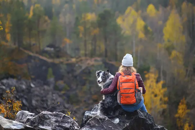 Der Verein empfiehlt allen Hundehalterinnen und Hundehaltern in Kärnten und Osttirol in den kommenden Wochen besondere Aufmerksamkeit bei Wanderungen und Ausflügen (Symbolfoto) | Foto: stock.adobe.com/at/Viktor