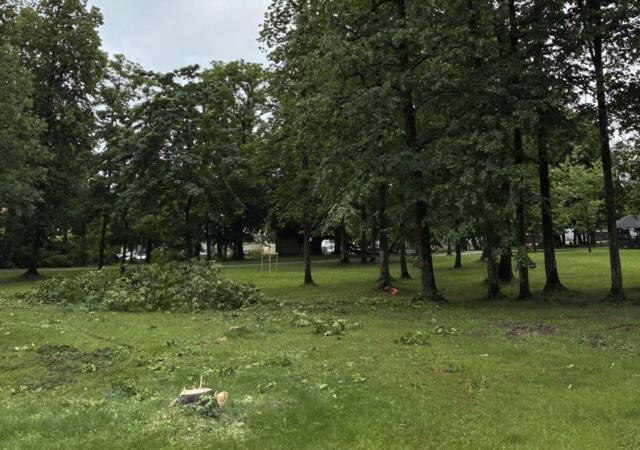Im Schlosspark Ferlach wurden mehrere Bäume gefällt. | Foto: Privat