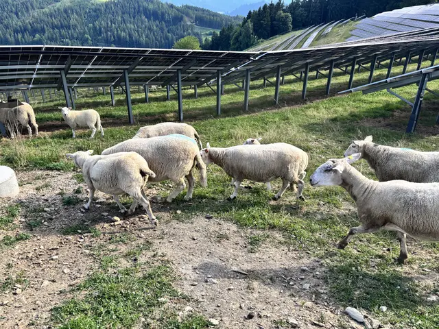 Schafe vor Solarpaneelen
