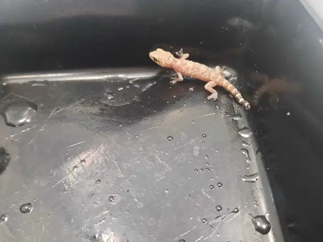 Dieser kleine Gecko sorgte bei FACC für großes Aufsehen. | Foto: Tierschutz Initiative Innviertel
