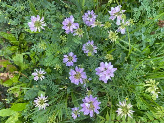 Die Bunte Kronwicke ist eine ausdauernde Wildpflanze mit auffälligen, kugeligen Blütenständen in Rosa-, Weiß- und Purpurtönen. Sie wächst bevorzugt an sonnigen Standorten und bereichert Wiesen, Böschungen und Wegränder. Als Schmetterlingsblütler lebt sie in Symbiose mit stickstoffbindenden Bakterien und verbessert so die Bodenfruchtbarkeit. Ihre nektarreichen Blüten bieten zahlreichen Bienen und Schmetterlingen eine wertvolle Nahrungsquelle. | Foto: Sommer