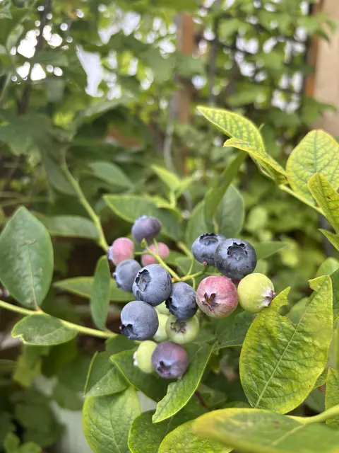 Qualität aus Niederösterreich schmeckt den Konsumenten. | Foto: Lina Chalusch