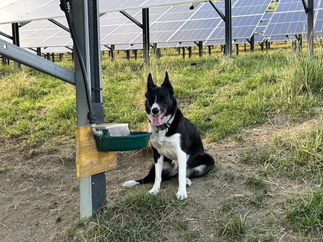 Border-Collie sitzt neben seiner Tränke