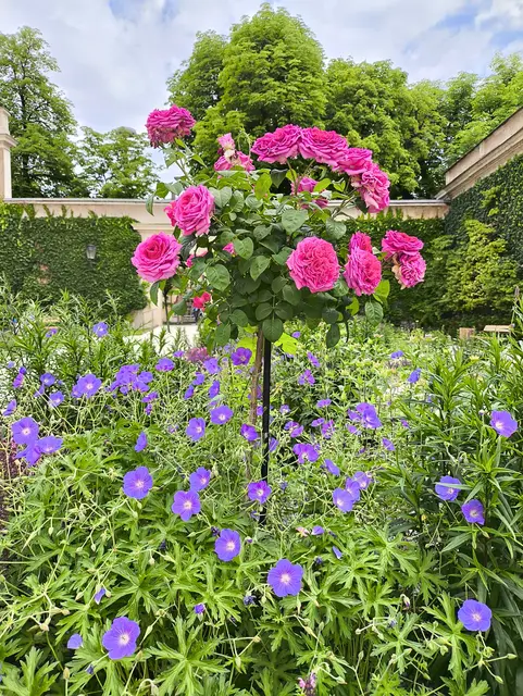 Heute bin ich in meiner Mittagspause etwas durch den neu gestalteten Rosengarten spaziert. | Foto: Martina Laserer