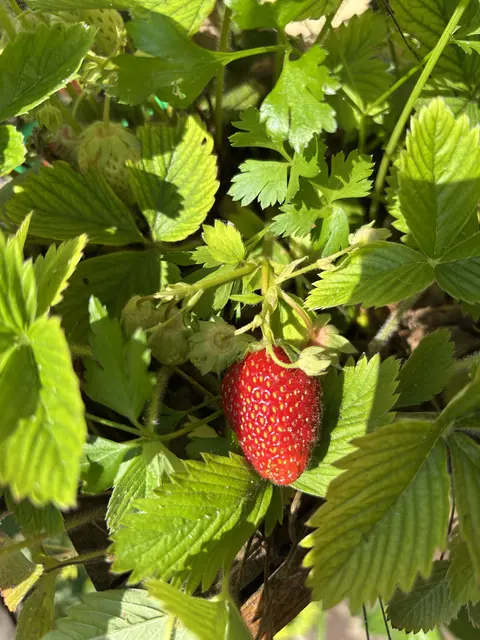 Gute Ernte, keine Beanstandungen: Positive Bilanz für Bauern. | Foto: Lina Chalusch