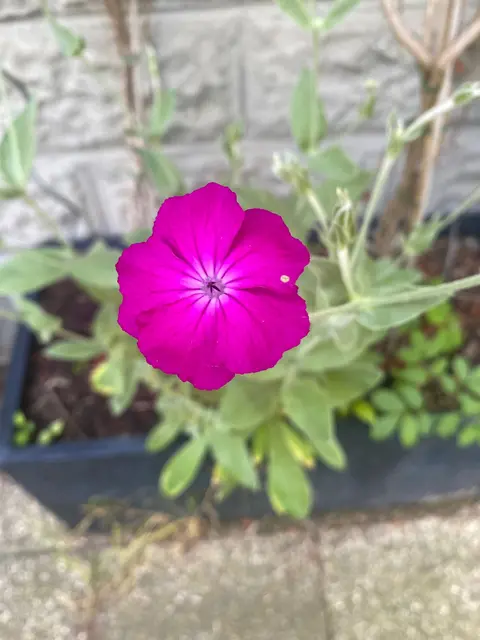 Die Kronen-Lichtnelke ist eine auffällige Staude mit silbrig behaarten Blättern und leuchtend purpurrosa Blüten. Ursprünglich aus Südosteuropa und Westasien stammend, wird sie seit Jahrhunderten als Zierpflanze in Gärten kultiviert. Dank ihrer Trockenheitsverträglichkeit und langen Blütezeit ist sie eine wertvolle Nahrungsquelle für Bienen, Schmetterlinge und andere Bestäuber und setzt farbenfrohe Akzente in naturnahen Pflanzungen. | Foto: Sommer
