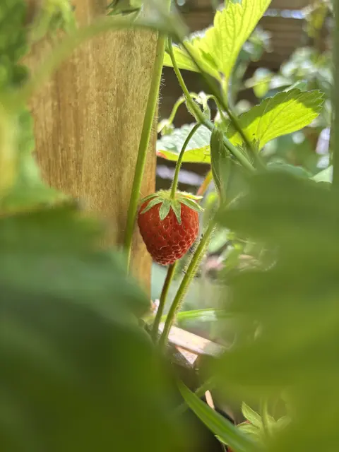 Saisonende: Niederösterreichs Erdbeeren überzeugen auf ganzer Linie. | Foto: Lina Chalusch
