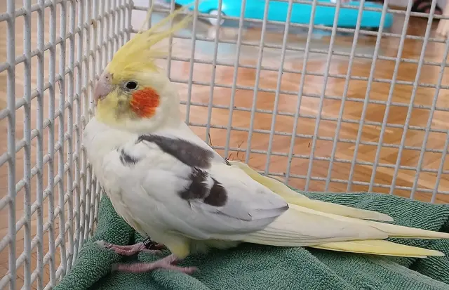 Nach mehreren Tagen konnte der entflogene Nymphensittich gesichert werden.  | Foto: Tierschutz Initiative Innviertel