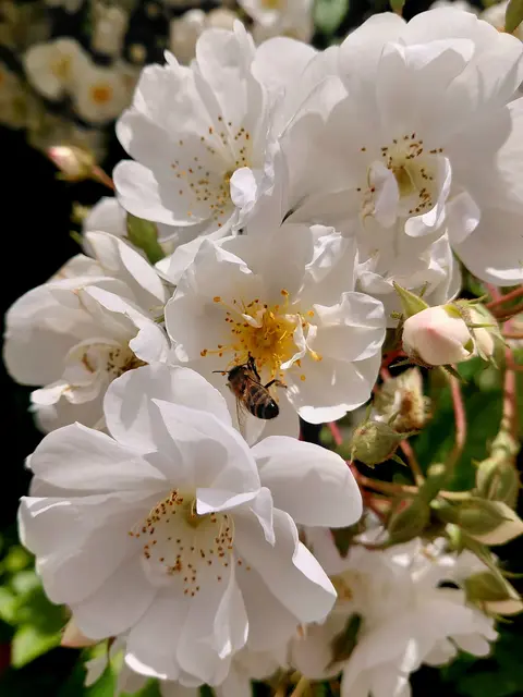 Foto: H.Bachinger