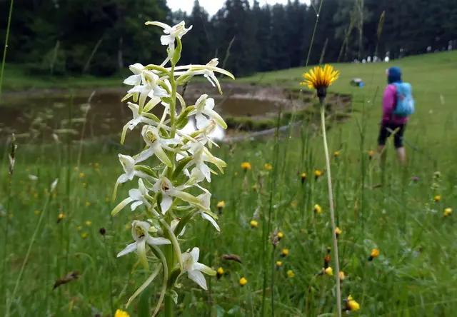 Bei der Stierlacke entdecken wir schöne Waldhyazinthen.