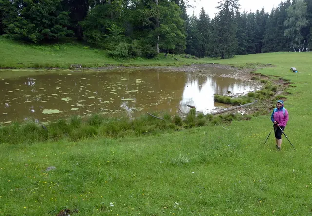 Die Weidetiere decken ihren Flüssigkeitsbedarf bei der Stierlacke.