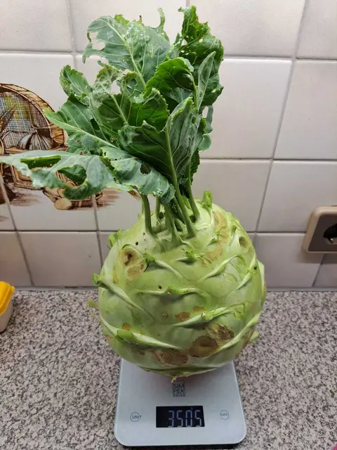 Großer "Superschmelz"-Kohlrabi. | Foto: Monika Busch