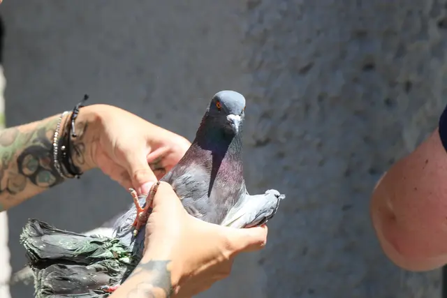 Diese Taube war in einem Fallrohr in Wels-Vogelweide stecken geblieben. Feuerwehrkräfte befreiten das Tier. | Foto: laumat/Matthias Lauber