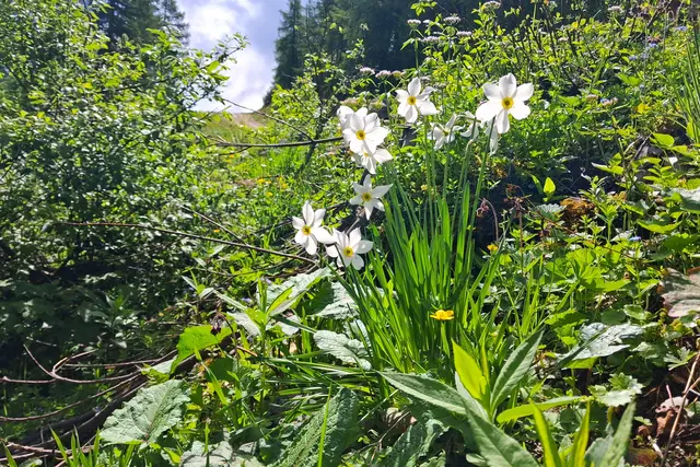 ...am Weg entdeckt.