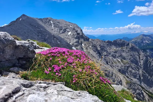 ...einfach schön sind die BERGBLUMAL.