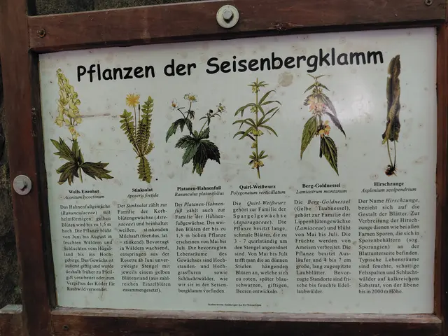 Foto: H.Bachinger