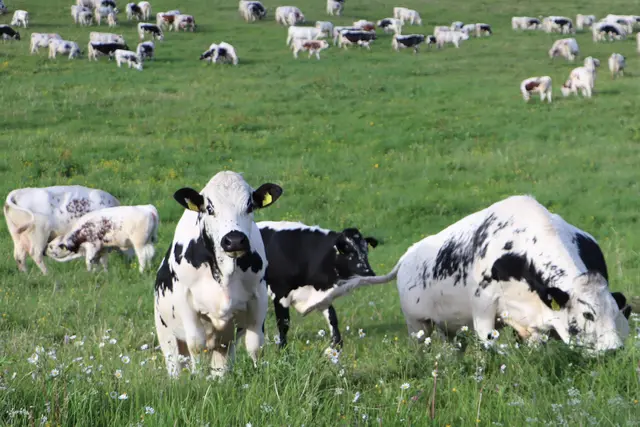 ...hunderte Kühe verweilen derzeit auf der Alm.