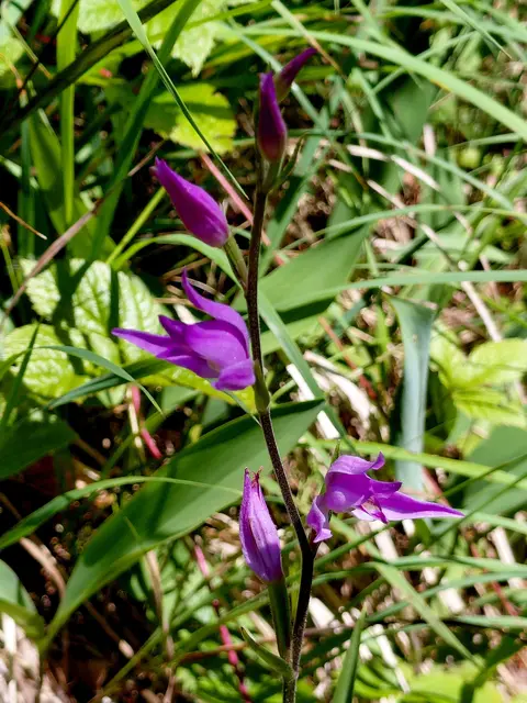 Wilde Orchidee  | Foto: H.Bachinger