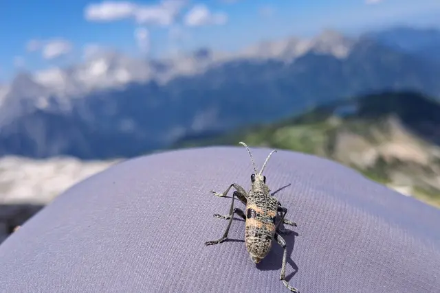 ...netter Besucher am Gipfel.