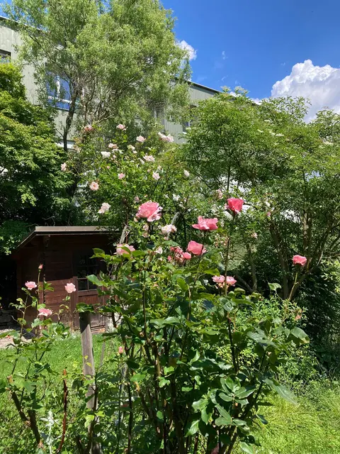 Ein Blick in die Gärten. Eine Aktion Heimatverein Pabneukirchen.  | Foto: privat