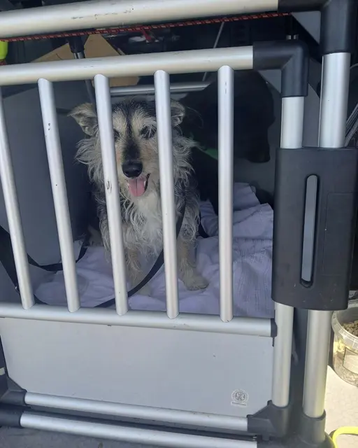 Nachdem eine Hundebesitzerin einen medizinischen Notfall erlitten hatte, wurden ihre Hunde aus dem Auto in Sicherheit gebracht. | Foto: Tierschutz Initiative Innviertel