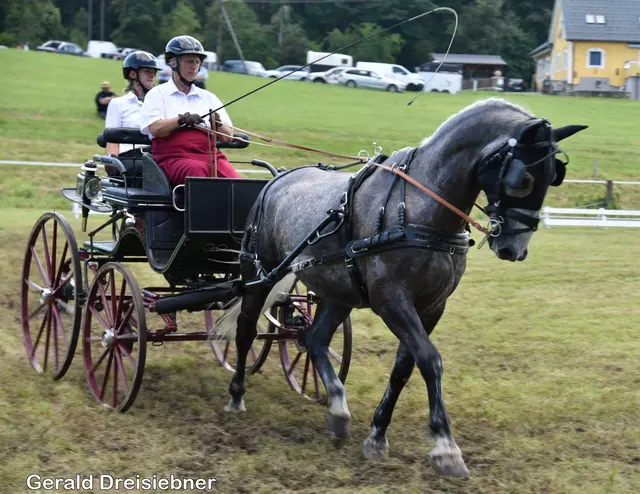Foto: Gerald Dreisiebner