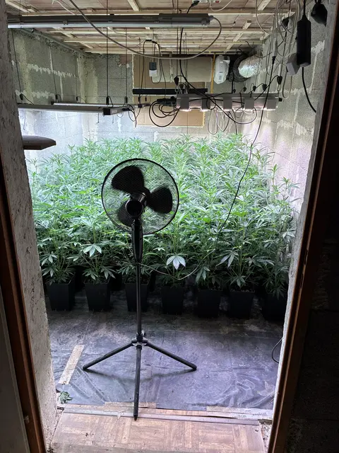 Insgesamt konnten mehr als 320 Cannabispflanzen sichergestellt werden.  | Foto: LPD NÖ