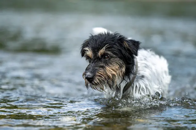 MeinBezirk hat daher die wichtigsten Hundestrände, Hundebadeplätze und Hundezonen mit Wasserzugang vom Nord- bis Südburgenland zusammengestellt, damit Vierbeiner die heißen Tage möglichst angenehm verbringen können.  | Foto: Smarterpix/thaka11