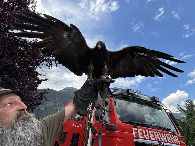 Steinadler „Odessa“ zeigt beim Jubiläumsfest eindrucksvoll seine Flügelspannweite. | Foto: Forgo