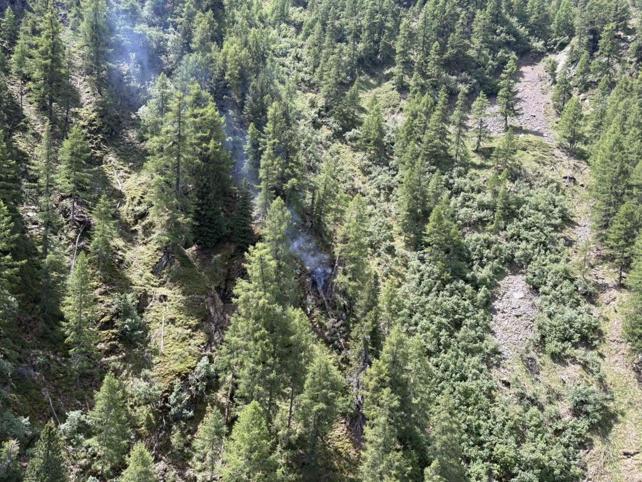 Tree in flames after lightning strike: Firefighting operation by the ...