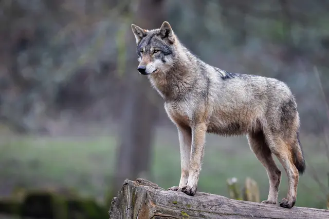 Der getötete Wolf im Bezirk Schwaz ruft den WWF auf den Plan. Es gibt herbe Kritik, denn es handelte sich um einen Forschungswolf.  | Foto: Archiv