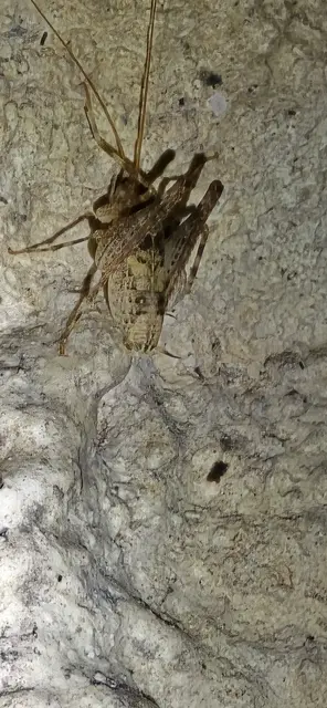 Eine Höhlenschrecke in der Tropfsteinhöhle Alland. | Foto: Eva Leonhardsberger