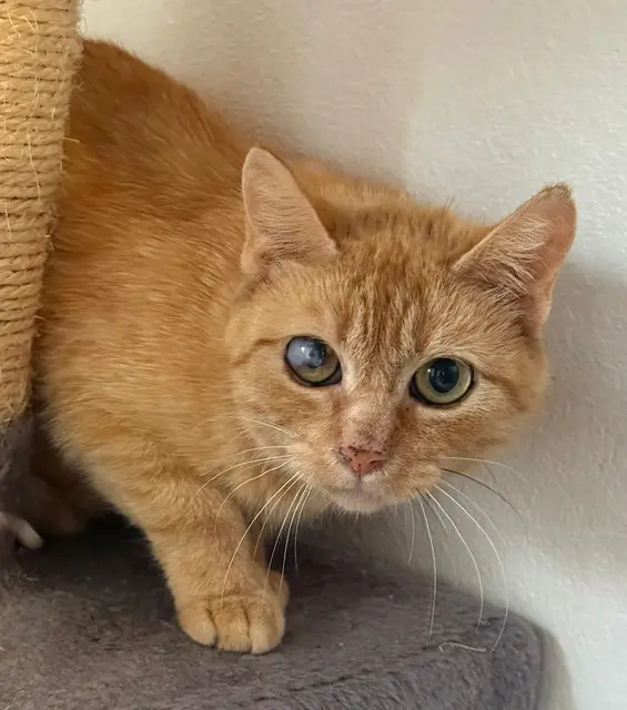ALPA wird auf 3 Jahre geschätzt und sucht ein Plätzchen bei geduldigen, einfühlsamen Menschen, da sie noch sehr schüchtern ist.
Mit ihresgleichen ist sie dafür seeehr verträglich und möchte in ihrem neuen zu Hause auch wieder Katzengesellschaft haben.
Sie braucht nach einer etwas längeren Eingewöhnungsphase vermutlich auch wieder ihren gewohnten Freigang.
Alpa hat eine Hornhauttrübung, die vermutlich durch eine Herpesinfektion aus früherer Zeit stammt.
Kontakt: 0676/4178874  | Foto: Pfotenhilfe Tulln