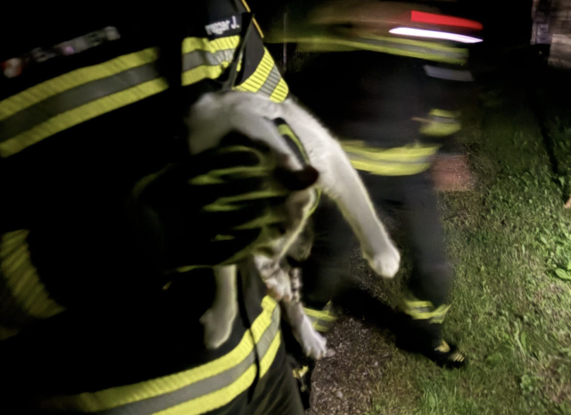 Am Wanderweg hinter der Raiffeisenbank und den Tennisplätzen saß eine Katze auf einem Baum fest. | Foto: Freiwillige Feuerwehr Bad Kleinkirchheim