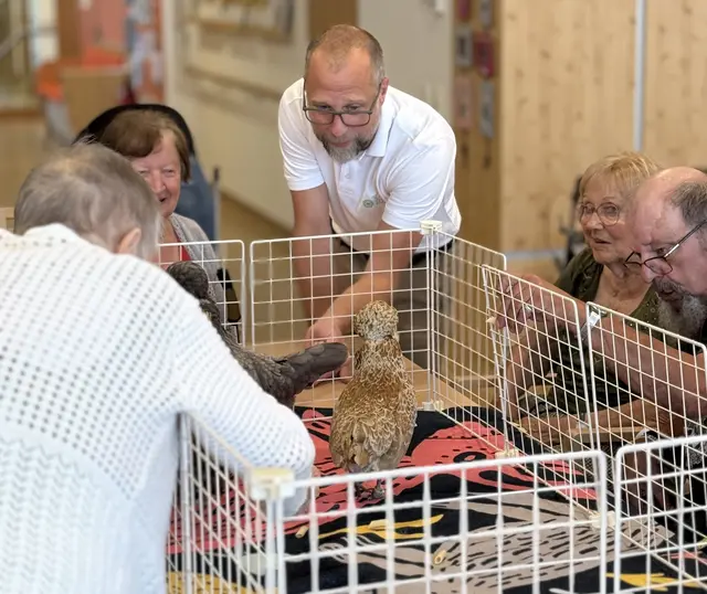 Die Seniorinnen und Senioren in Gleisdorf konnten sich über den Besuch von Therapiehühnern freuen.  | Foto: Amely Nestl