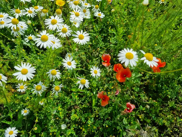 Blumen von der Wiese zu pflücken ist ausdrücklich erlaubt, wie Bürgermeister Johann Marak sagt.  | Foto: Astrid Höbenreich-Mitteregger