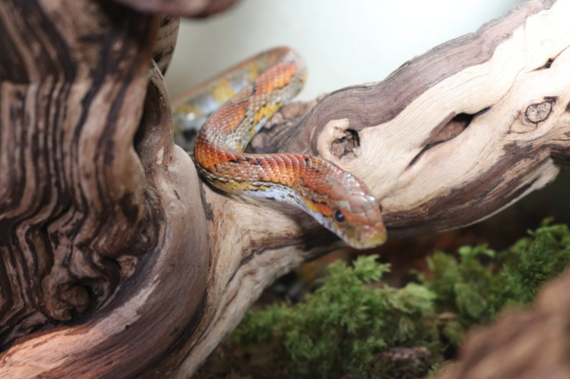 Helene oder Appa erkunden neugierig ihr Terrarium und genießen die Klettermöglichkeiten. | Foto: Tierschutzverein Tirol
