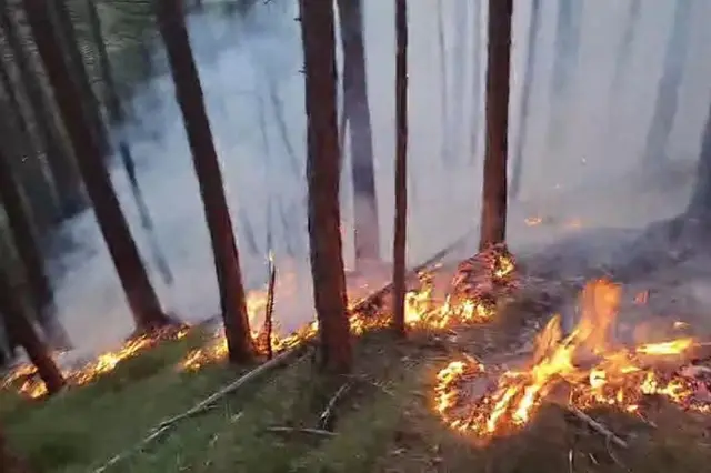 Die Freiwilligen Feuerwehren Gutenstein, Rohr im Gebirge und Pernitz wurden zu einem Waldbrand alarmiert. | Foto: FF Gutenstein