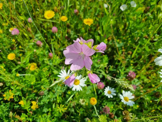 Unzählige wunderschöne Blumen- und Kräuterarten sind Teil der Blühwiese in Niklasdorf. In einer solchen Wiese leben etwa 3.500 Tierarten wie Käfer, Heuschrecken, Schmetterlinge, Bienen, Hummeln und Ameisen.   | Foto: Astrid Höbenreich-Mitteregger