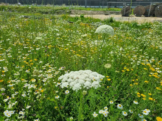 Auch die Wilde Möhre, deren Wurzel man wie die der uns bekannten Möhren essen kann, wächst auf der Wildblumenwiese.  | Foto: Astrid Höbenreich-Mitteregger
