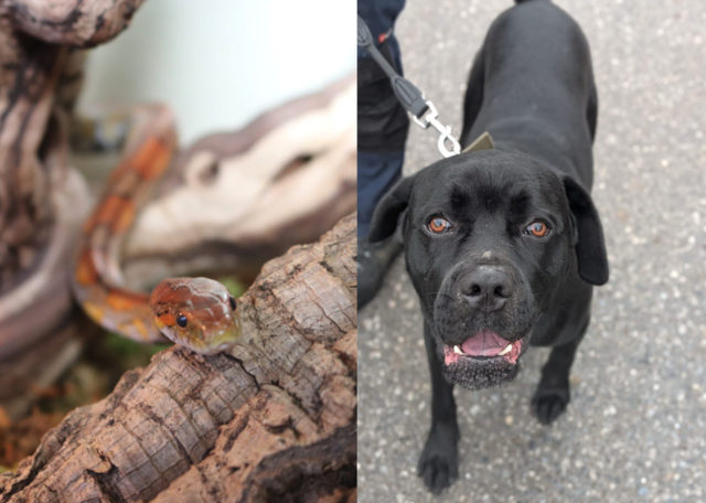Zwei ganz unterschiedliche Tiere auf der Suche nach einem Zuhause: eine neugierige Kornnatter und Kevin, der junge, energiegeladene Rüde. | Foto: Tierschutzverein Tirol